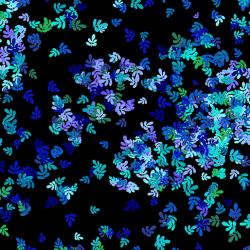 blue butterfly confetti 0on black background 